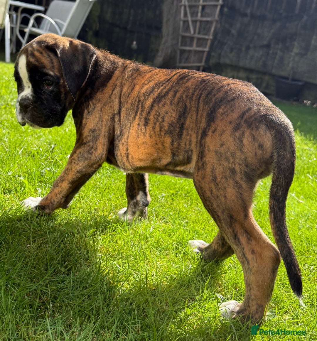 Boxer dogs for sale: Quality Boxer Puppies - Image 5