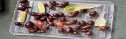 Snails invertebrates for sale: Giant African Land Snails - Advert 2