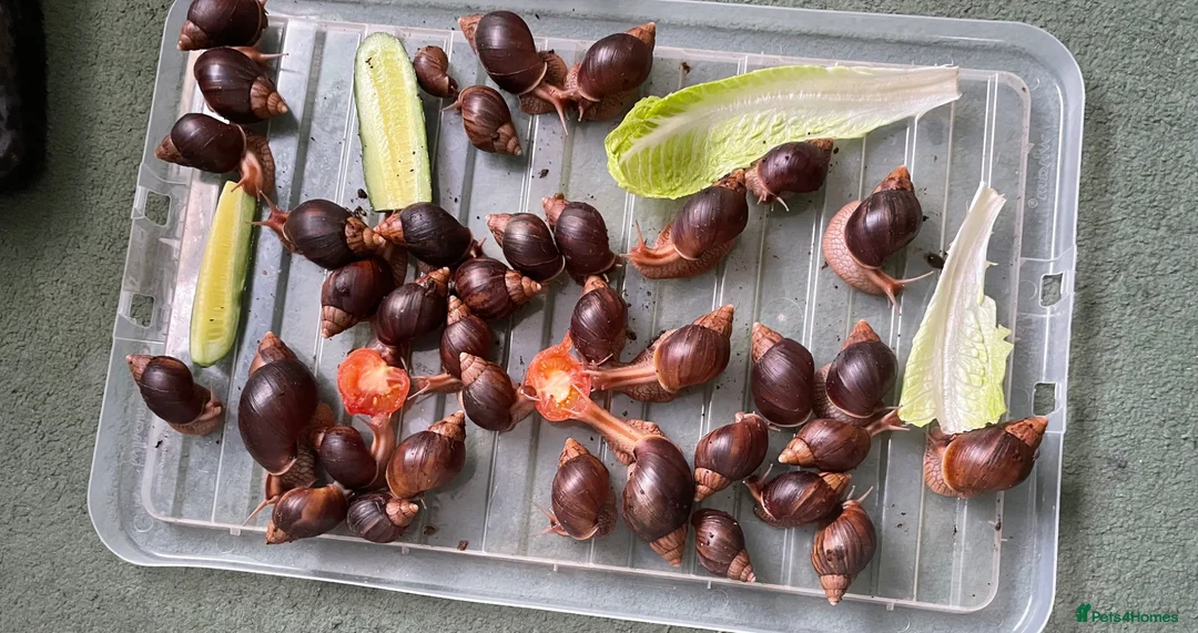 Snails invertebrates for sale: Giant African Land Snails - Advert 2