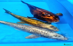 Goldfish fish for sale: GOLDFISH KOI CARP GHOST CARP BUTTERFLY KOI FISH - Image 11