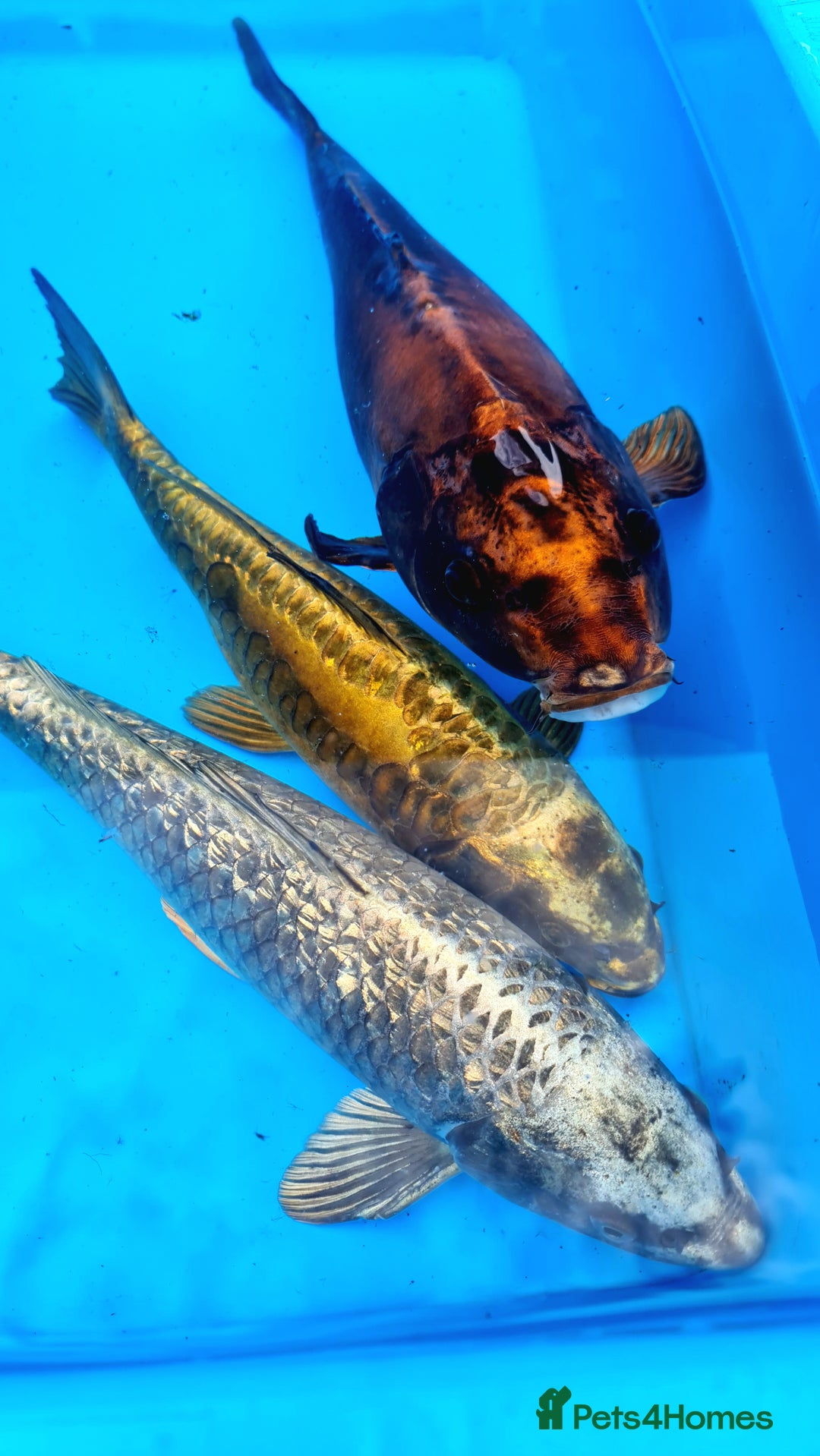 Goldfish fish for sale: GOLDFISH KOI CARP GHOST CARP BUTTERFLY KOI FISH - Image 11