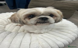 Shih Tzu dogs for sale: Shih tzu - Image 5
