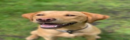Labrador Retriever dogs for stud: Fox red Labrador ,stud duties (PROVEN) in Hengoed - Advert 4