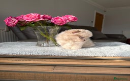 Pomeranian dogs for sale: Rare lilac tan merle teddy bears 🧸💎 - Image 11