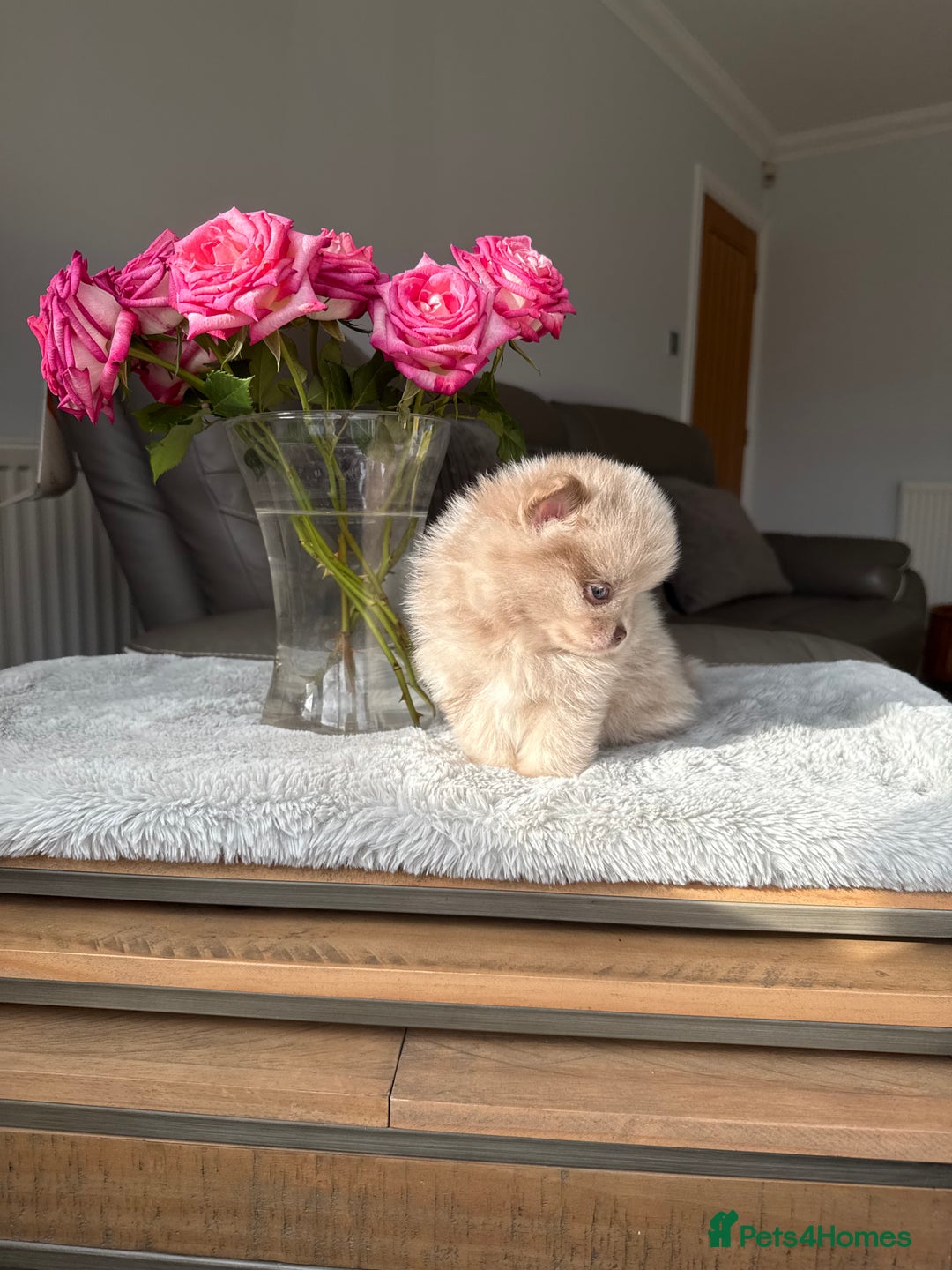 Pomeranian dogs for sale: Rare lilac tan merle teddy bears 🧸💎 - Image 11