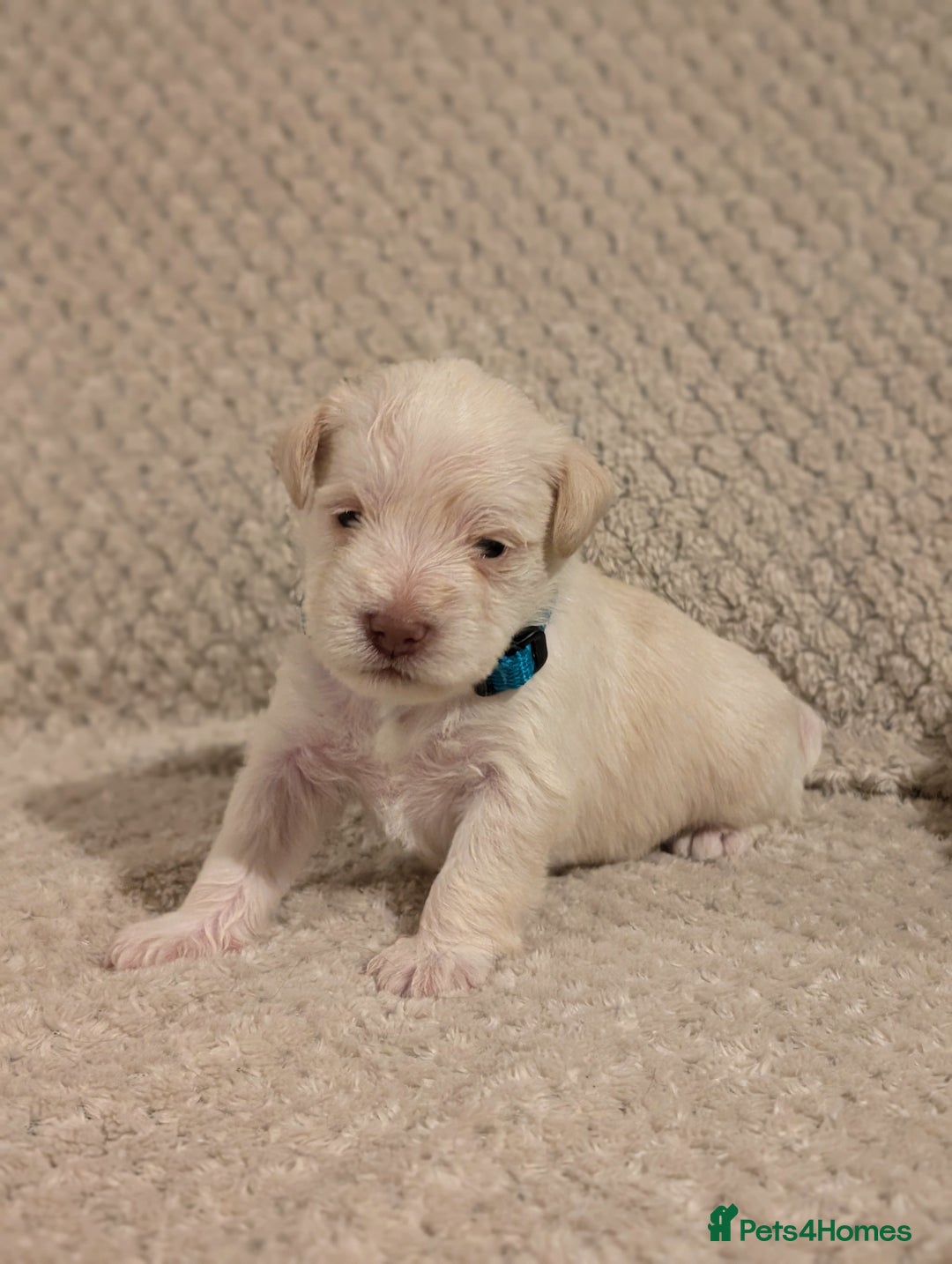 Miniature Schnauzer dogs for sale: KC Reg Rare Miniature Schnauzers - Advert 8