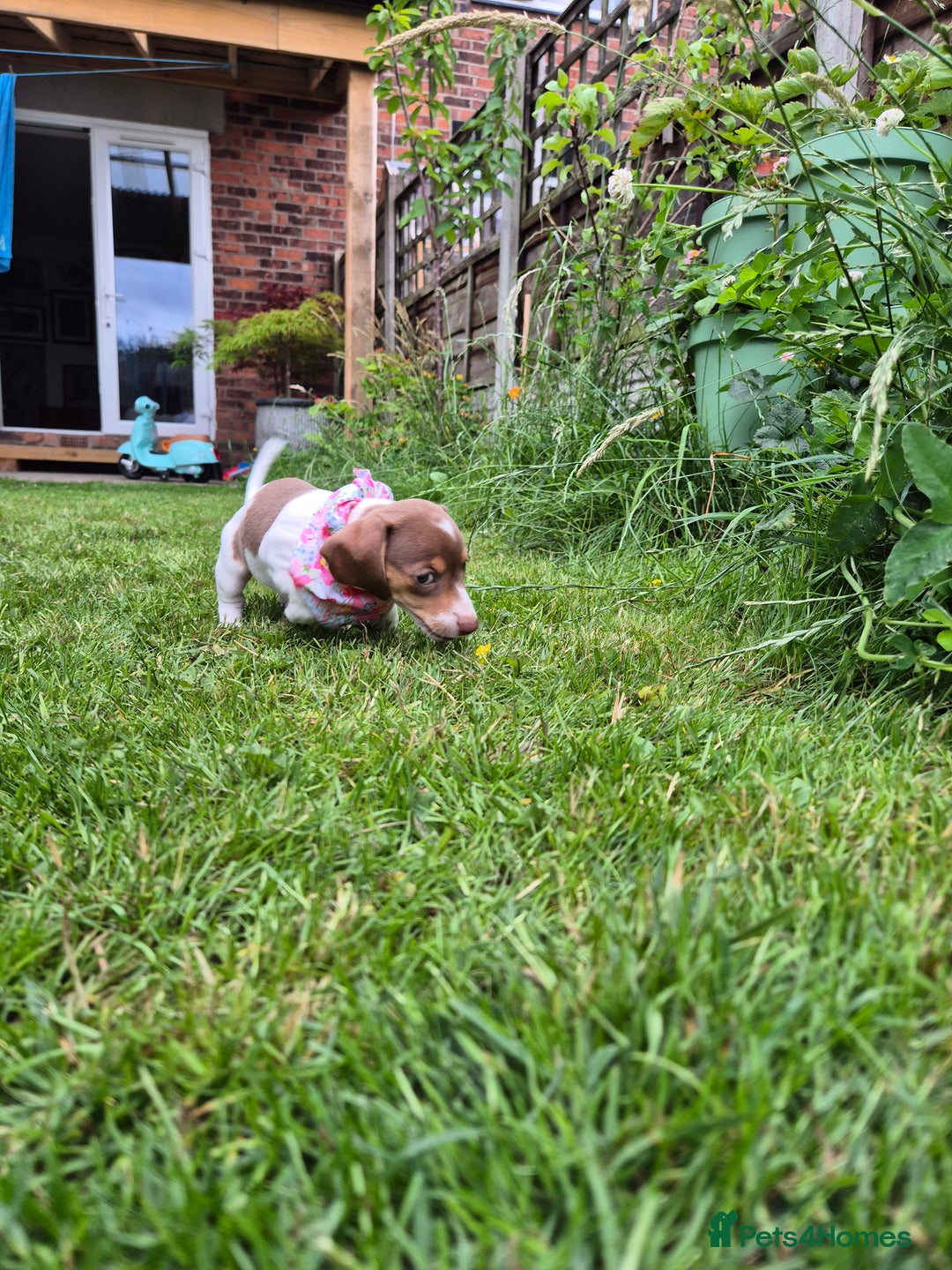 Miniature Dachshund dogs for sale: Miniature sausages Kc reg  in Wigan - Image 17