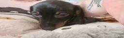Dachshund dogs for sale: Minature daschund beautiful puppies - Advert 18