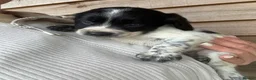Mixed Breed dogs for sale: Sproodle puppies for sale  - Advert 11