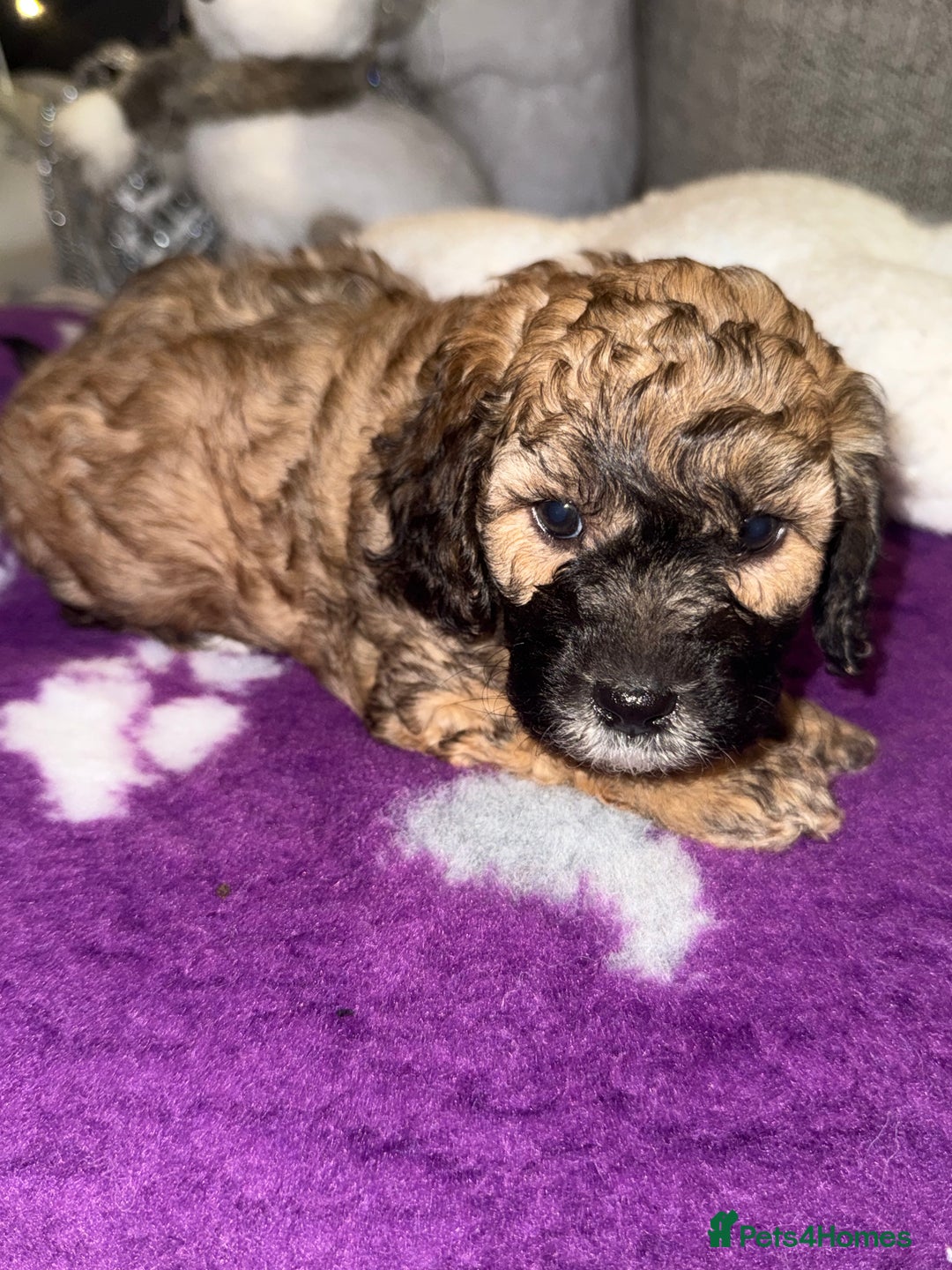 Cavapoo dogs for sale: Gorgeous rare Cavapoo F1B puppies 🐶  - Image 10