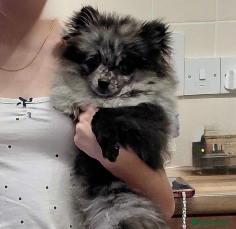 Pomeranian dogs Female Silver merl Pom  - Advert 1