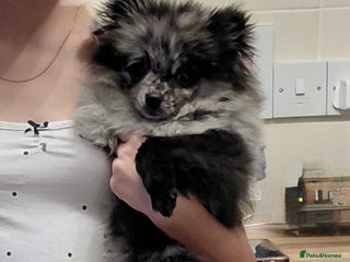 Pomeranian dogs Female Silver merl Pom - Advert 18