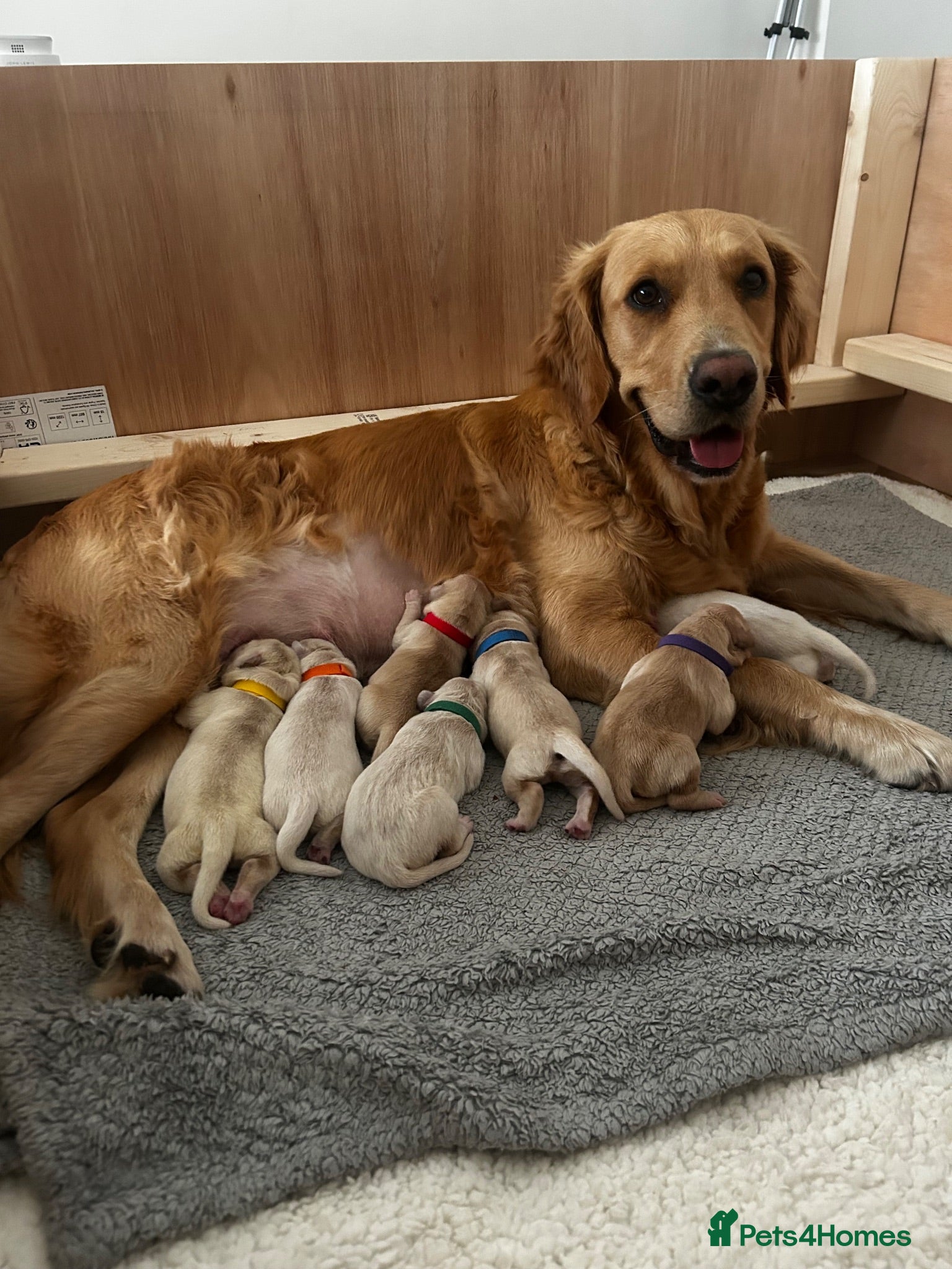 Golden Retriever dogs Premium Golden Retriever Puppies - Advert 1
