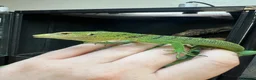 Monitor reptiles for sale: Emerald Tree Monitor - Varanus prasinus For Sale - Advert 7