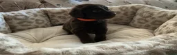Aussiedoodle dogs for sale: Stunning F1B Aussiedoodle puppies - Advert 15