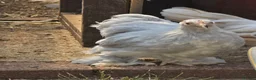 Chickens poultry for sale: Pekin Bantam pullets - Advert 6