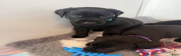 Labrador Retriever dogs for sale: Black Labrador pups boys and girls - Advert 6