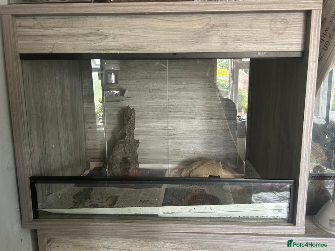 Leopard Gecko reptiles for sale: 1 male yellow leopard gecko with viv  - Image 3