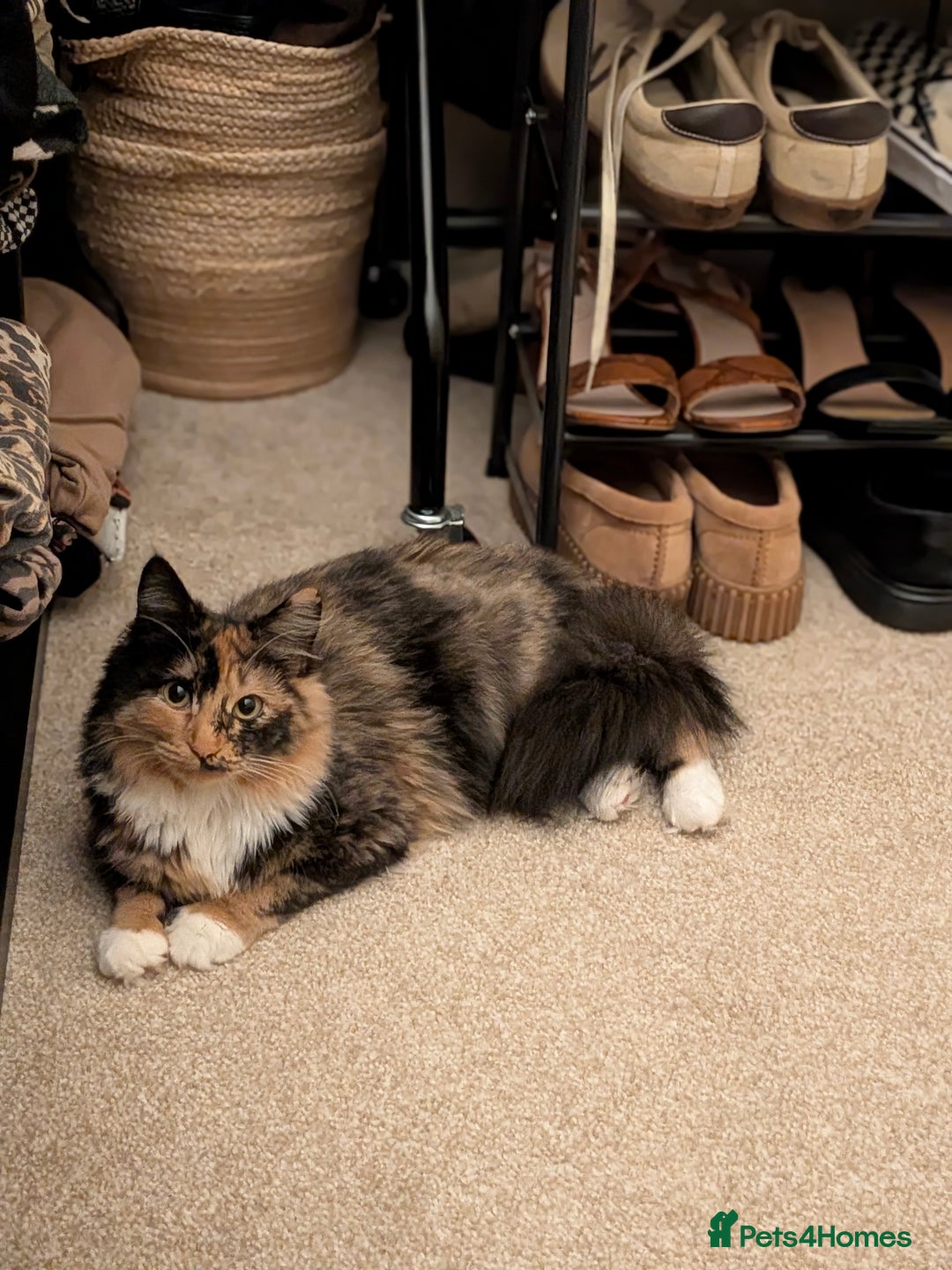 British Longhair cats for sale: 9 month old beautiful girl  - Advert 1