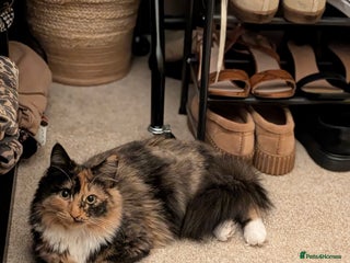 British Longhair cats 9 month old beautiful girl - Advert 1