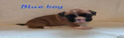 Boxer dogs for sale: Beautiful chunky boxer puppies in Bury Saint Edmunds - Advert 19