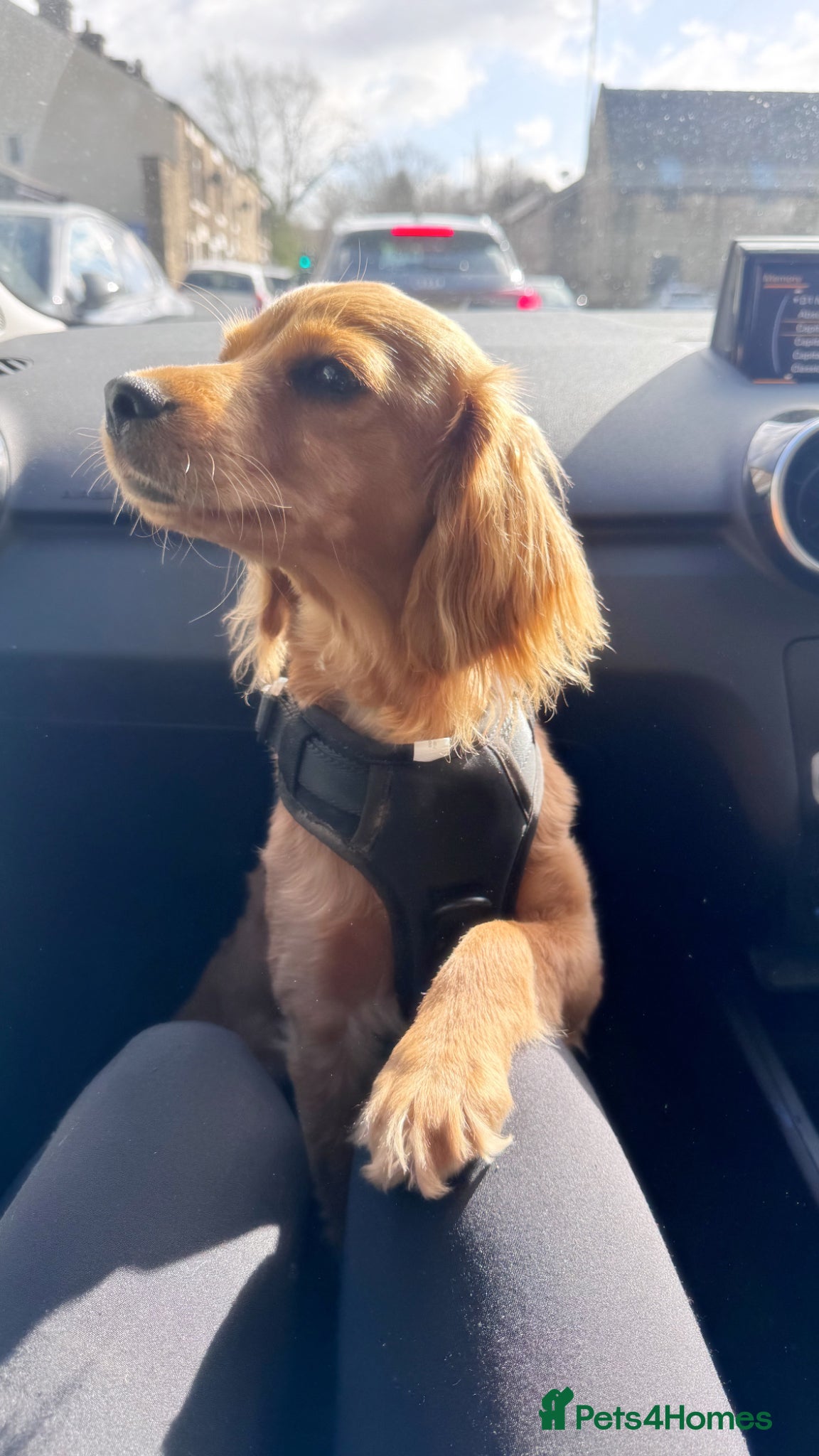 Cockapoo dogs 7 Month Old Smoothie Poo  - Advert 6