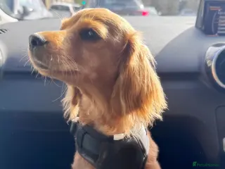 Cockapoo dogs 7 Month Old Smoothie Poo - Advert 6