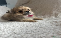 Pomchi dogs for sale: Beautiful fluffy pomchi puppies  - Image 8