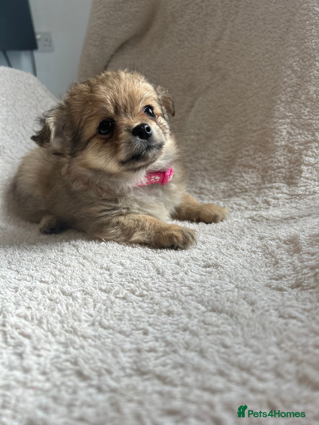 Pomchi dogs for sale: Beautiful fluffy pomchi puppies  - Image 8
