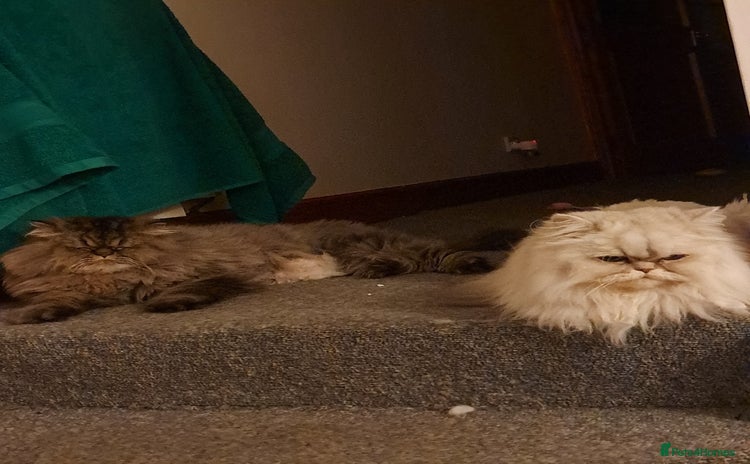 Persian cats - Advert 1