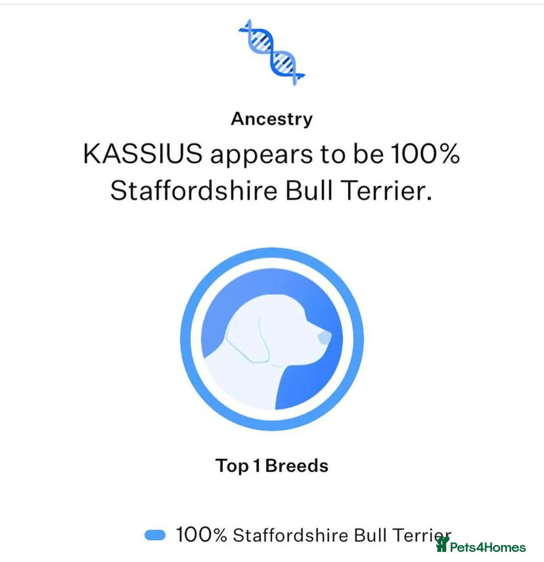 Staffordshire Bull Terrier dogs for stud: *ULTIMATE STUD PACKAGE DEAL* KASSIUS BEST UK BLACK in Manchester - Advert 13