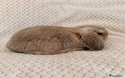 Mini Lop rabbits for sale: 3 x Beautiful Mini Lop Bunnies  - Image 4