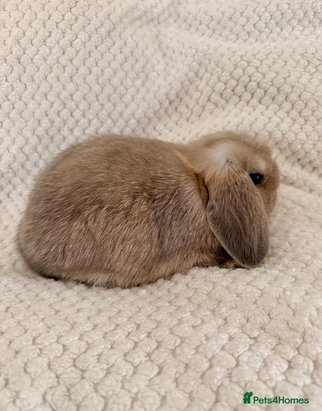 Mini Lop rabbits for sale: 3 x Beautiful Mini Lop Bunnies  - Image 4