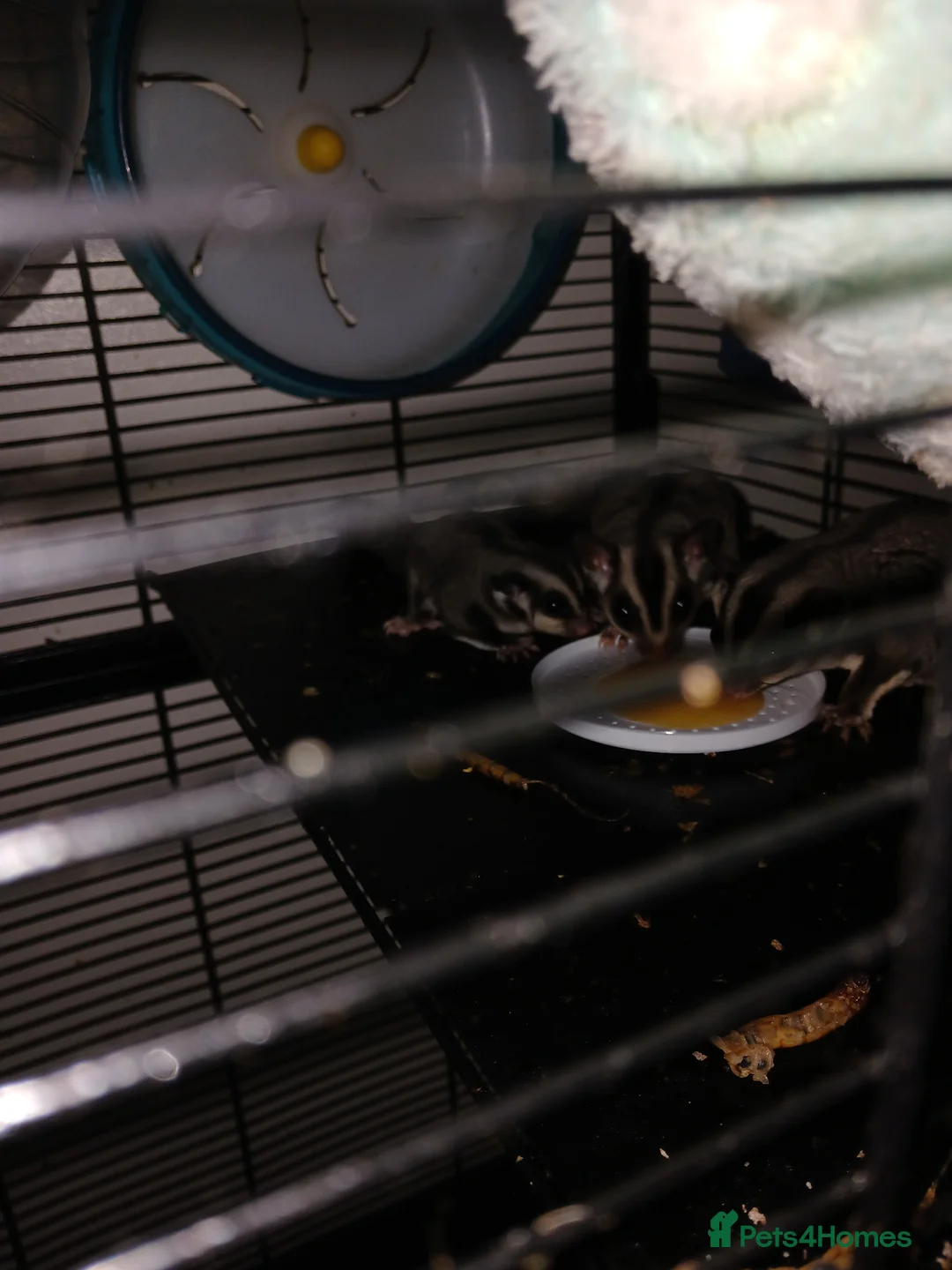 Sugar Glider rodents for sale: Well handled baby glider male - Advert 1
