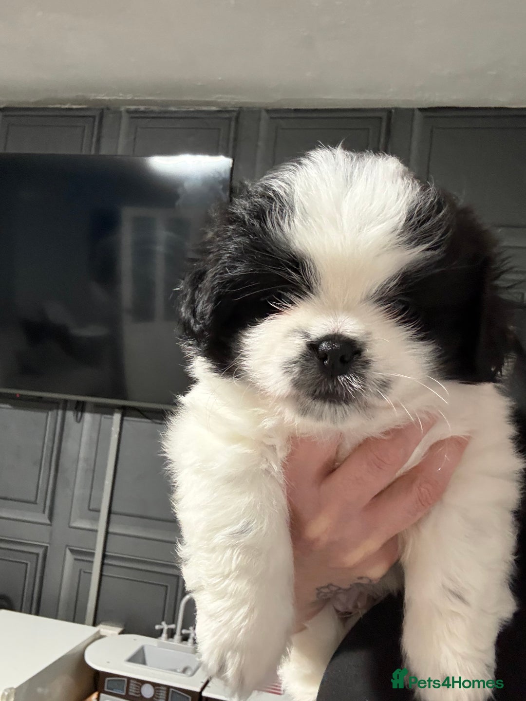 Mixed Breed dogs for sale: 6 beautiful Shih Tzu/Pomerianian puppies !  - Advert 29