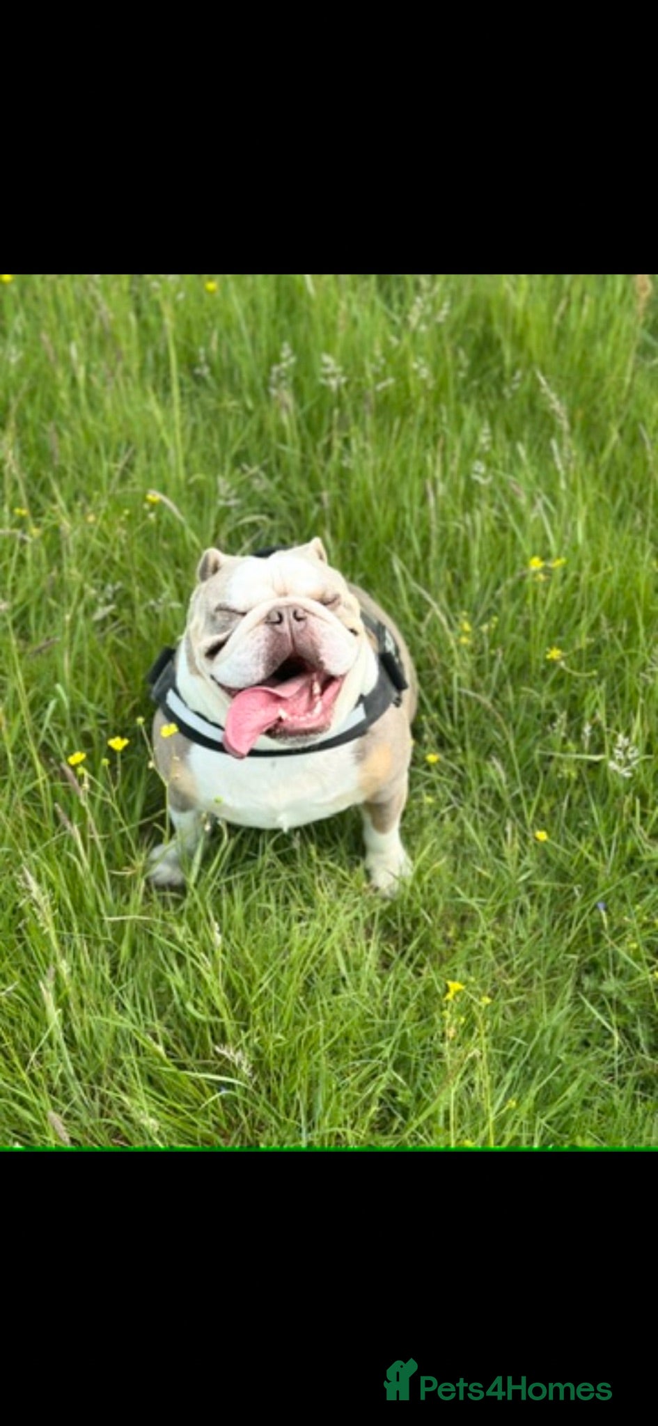 English Bulldog dogs Bertie Trio colour English bulldog  - Advert 1
