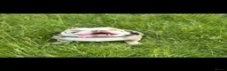 English Bulldog dogs for sale: Bertie Trio colour English bulldog  - Advert 1