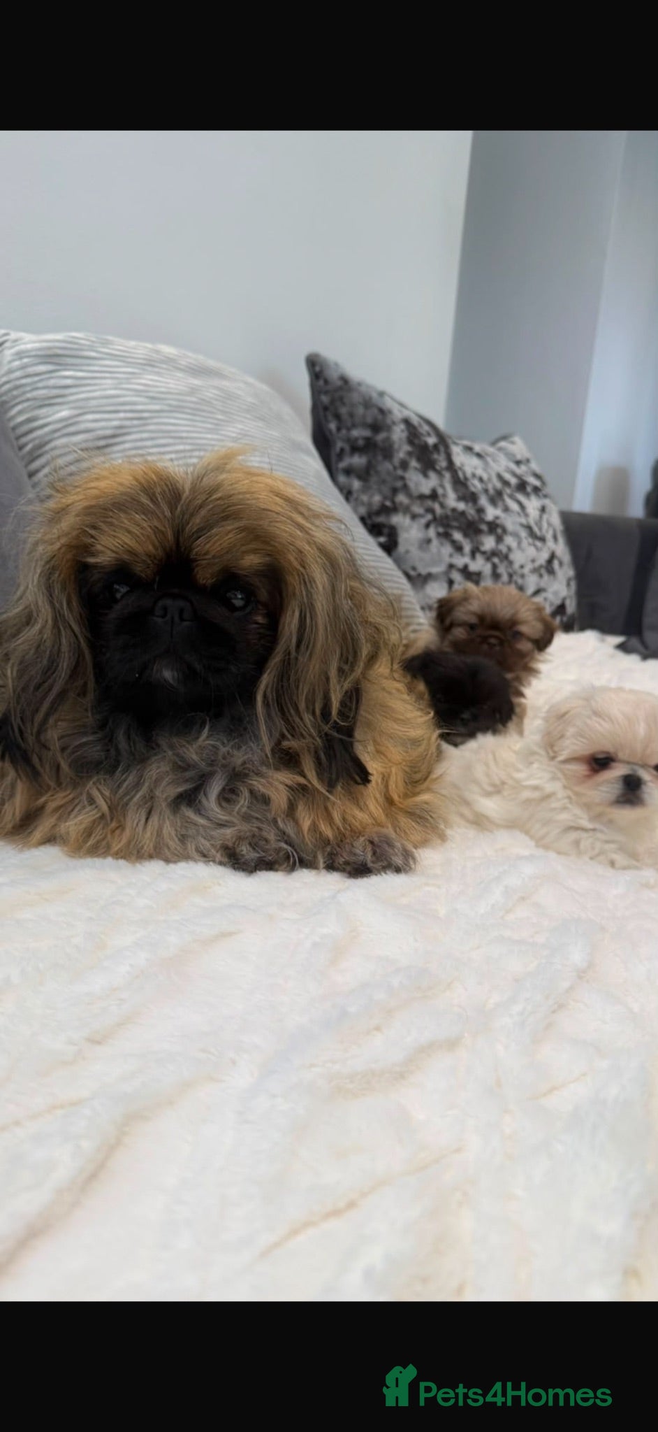 Pekingese dogs Pekingese pups  - Advert 1