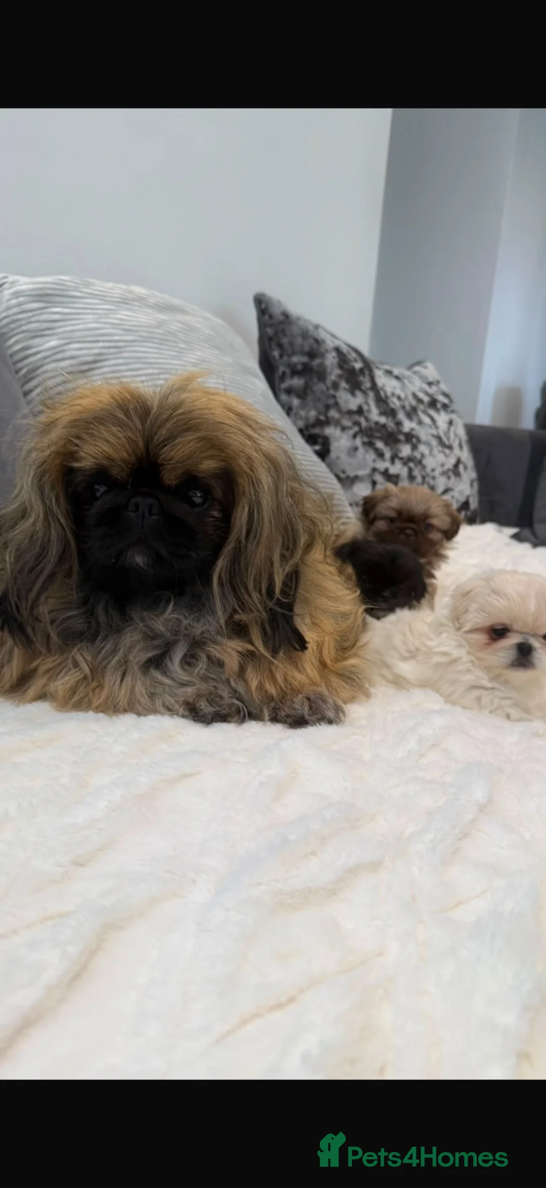 Pekingese dogs for sale: Pekingese pups  - Advert 1