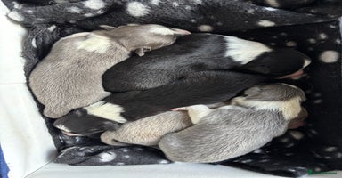 Border Collie dogs - Advert 3