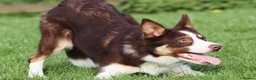 Border Collie dogs for stud: Parkhills Matt - ISDS DNA MDD Clear 272  - Advert 2