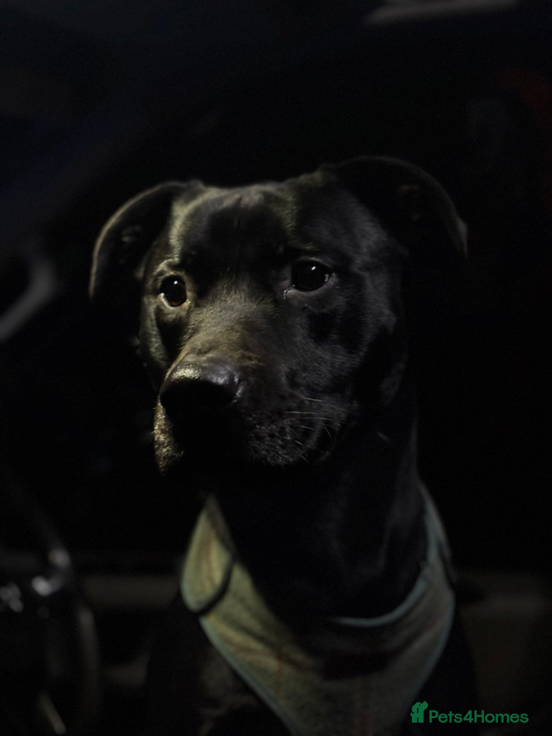 Mixed Breed dogs for sale: Gorgeous Max for rehoming - Advert 1