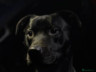 Mixed Breed dogs Gorgeous Max for rehoming - Advert 1