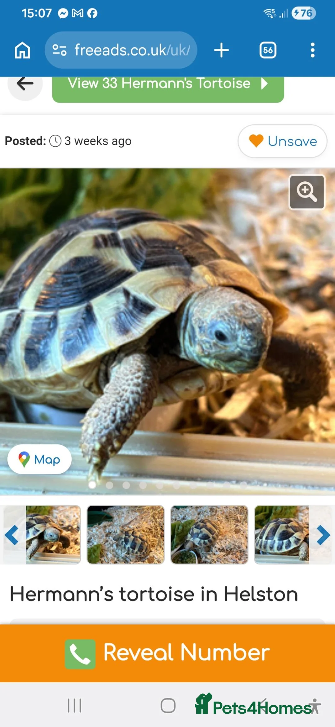 Hermann Tortoise reptiles for sale: Hermann tortoise  - Advert 1