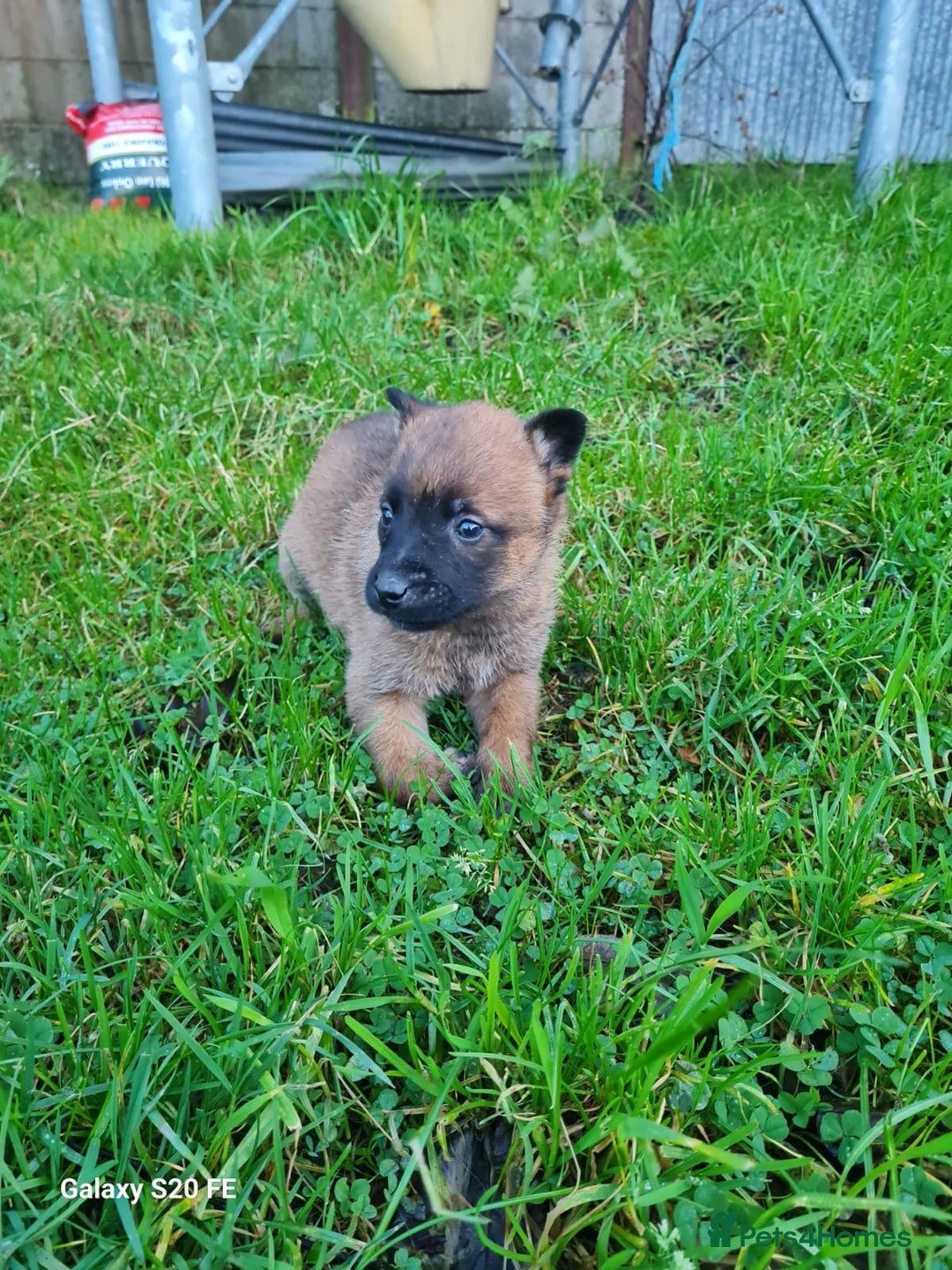 Belgian Shepherd Dog dogs for sale: Chunky malinois puppies looking for new home!!! - Advert 5