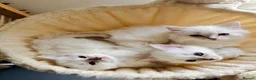 Ragdoll cats for sale: Aristocats Ragdolls Rare Flamepoint Baby Girl.  - Advert 5