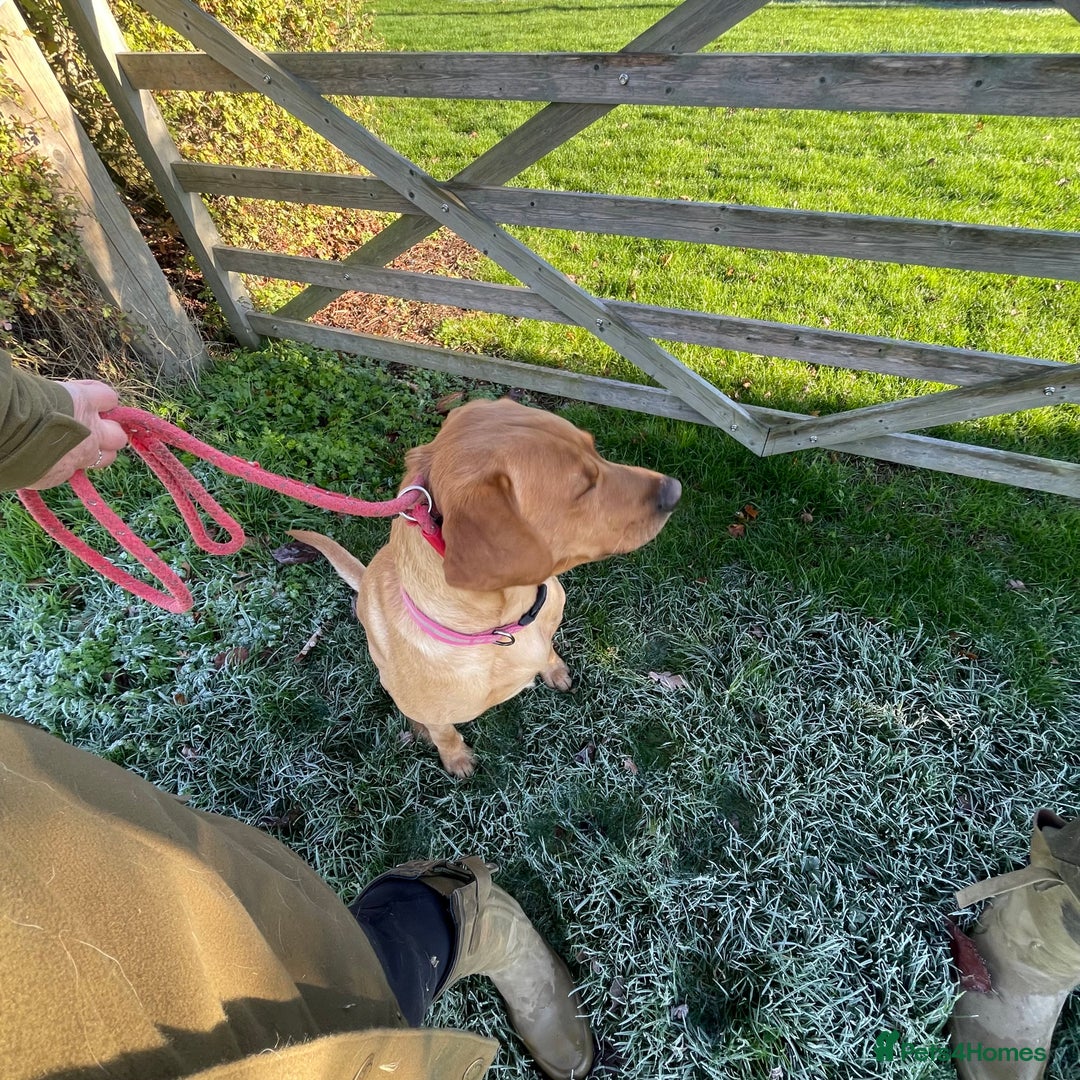 Labrador Retriever dogs for sale: Cotswold Born  Labrador Retriever Puppies. - Advert 2