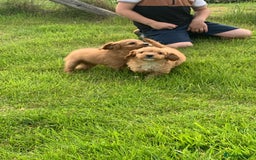 Cavapoo dogs for sale: Beautiful Cavapoo puppies  - Image 6