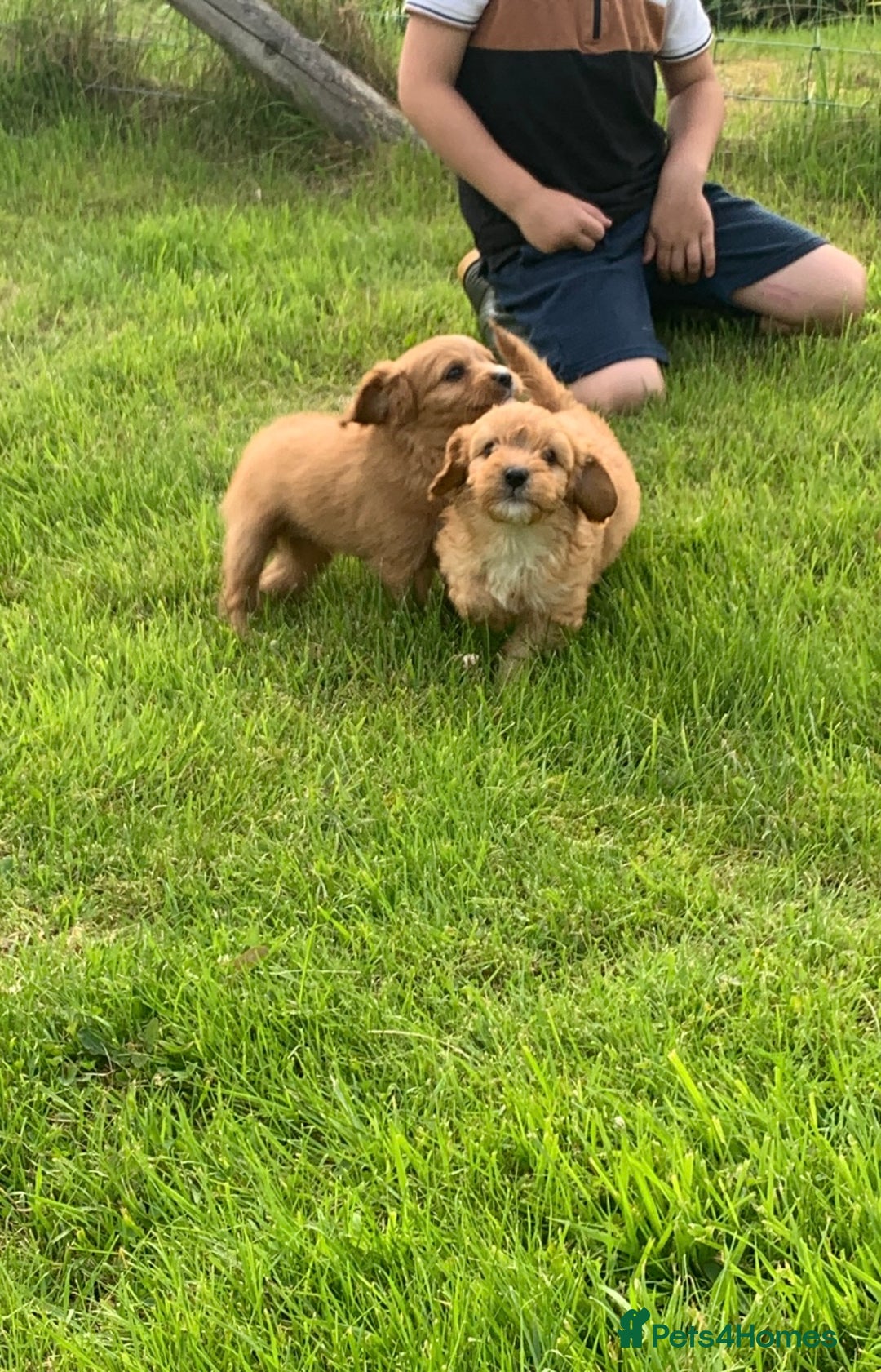 Cavapoo dogs for sale: Beautiful Cavapoo puppies  - Image 6