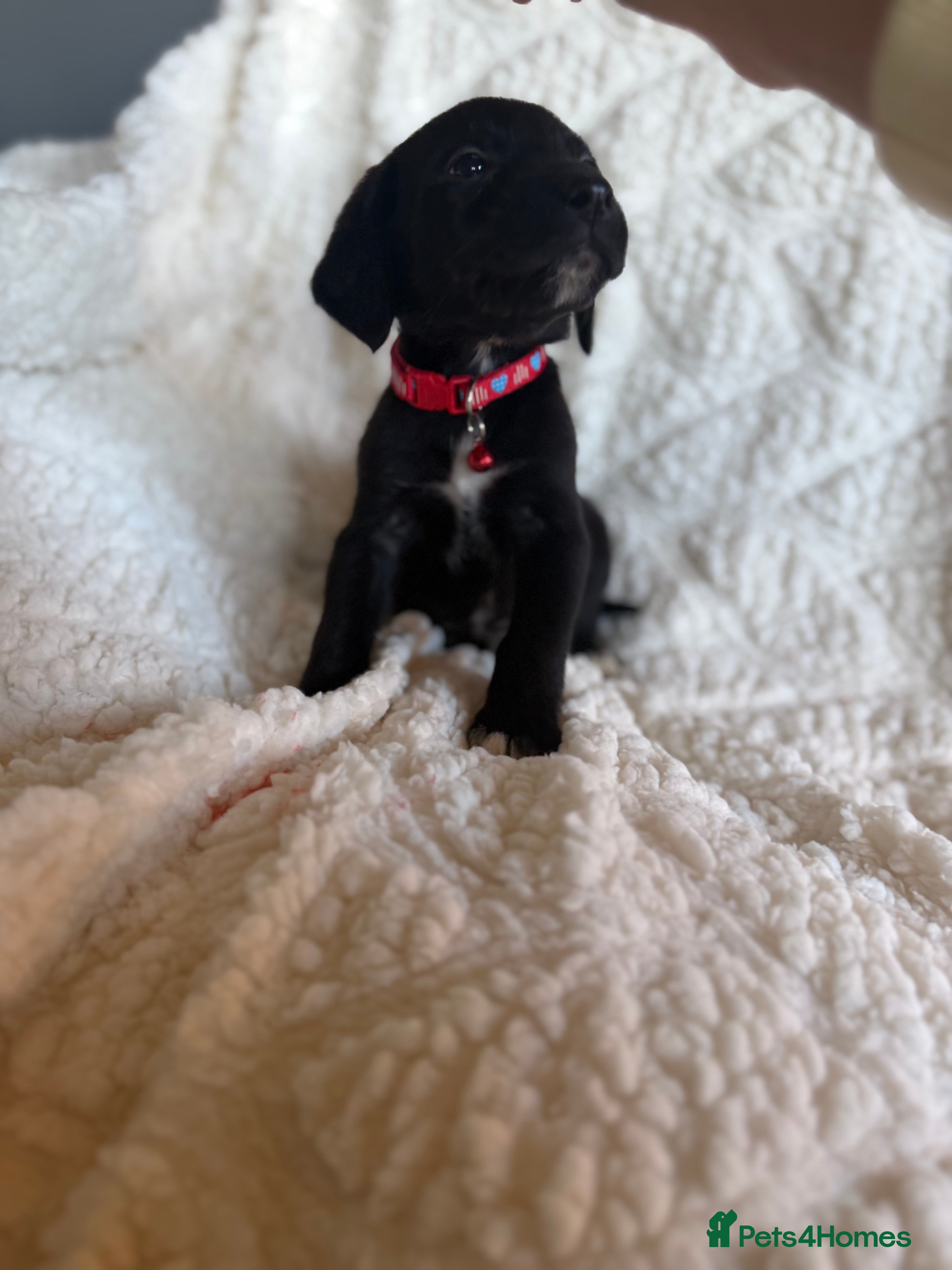 Mixed Breed dogs 9 playful beagledoor  - Advert 7